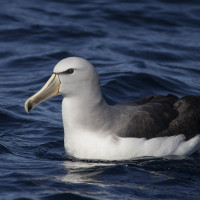 Salvin's Albatross